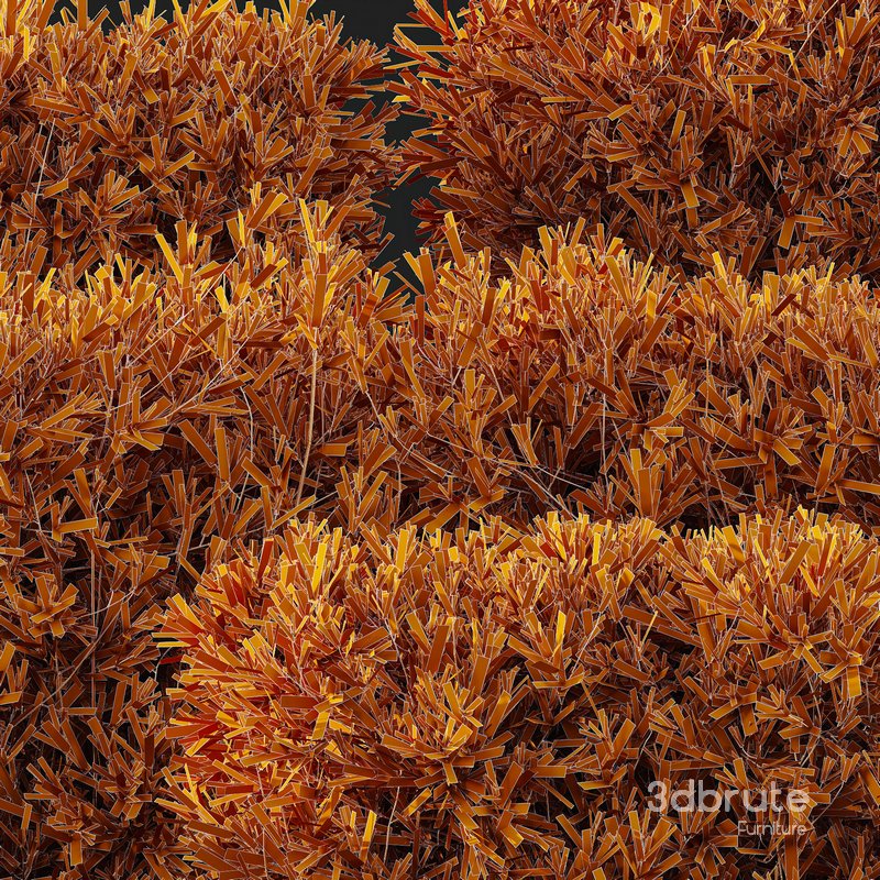 HQ Plants Montra Olive Bush Image 5