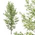 Alnus Glutinosa-3 trees - Thumbnail 5