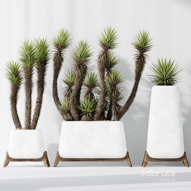 HQ Plants Yucca Elephantipes Valida Vase Set01 Image 4