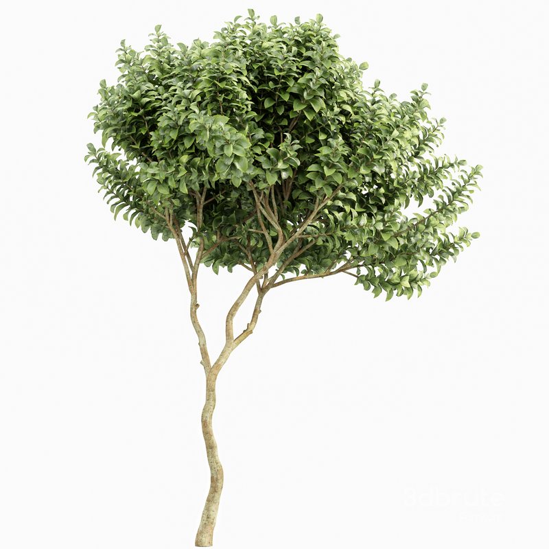 Michelia Champaca and Japanese Cherry Leaf Image 5