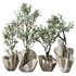 Plants Mission Olive Tree Indoor Vase Set002 - Thumbnail 5