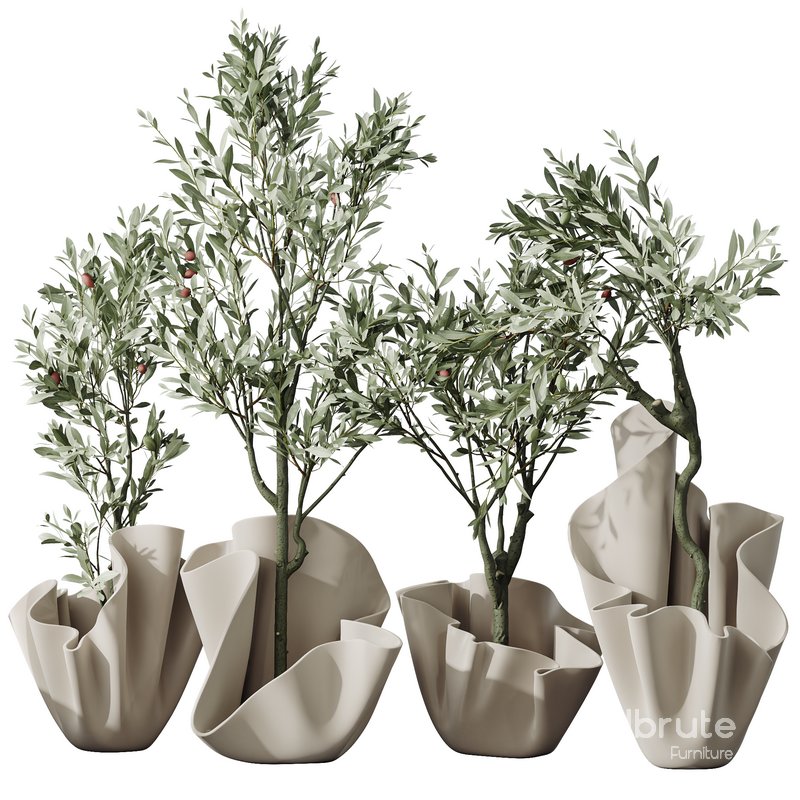 Plants Mission Olive Tree Indoor Vase Set002 Image 5