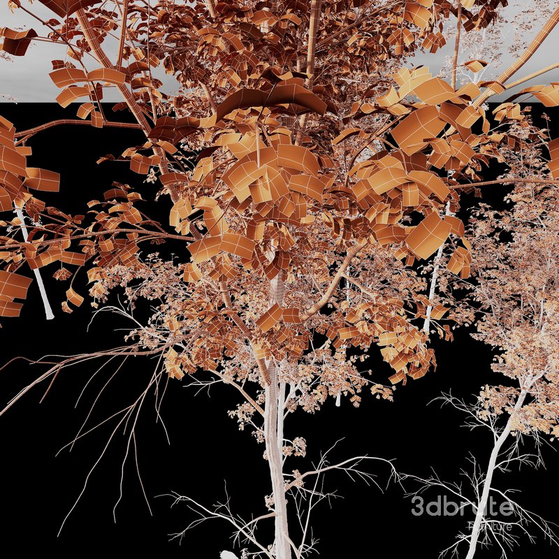 Betula Pendula Image 6