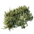 Montra Olive Bush - Thumbnail 7