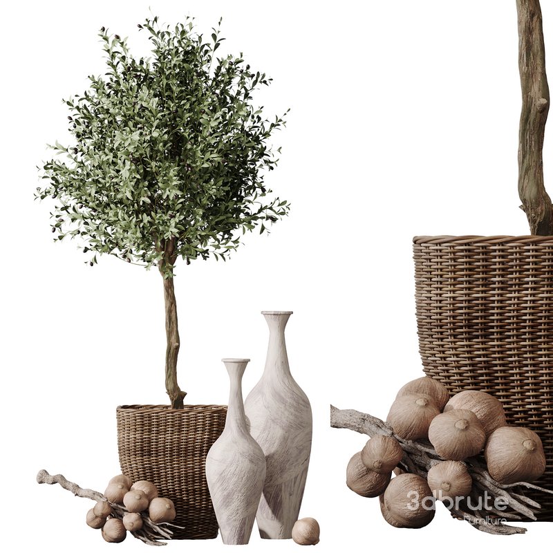 HQ Plants Mission Olive Tree Indoor Vase Set005 Image 5