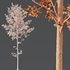 Fagus Sylvatica and Alnus Glutinosa - Thumbnail 5