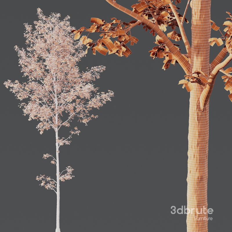 Fagus Sylvatica and Alnus Glutinosa Image 5