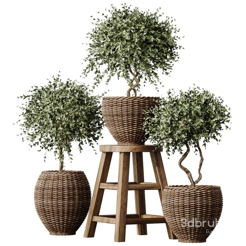 Plants Mission Olive Tree Indoor Vase Set004 Image 5