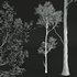 Fagus Grandifolia and Celtis Australis - Thumbnail 5