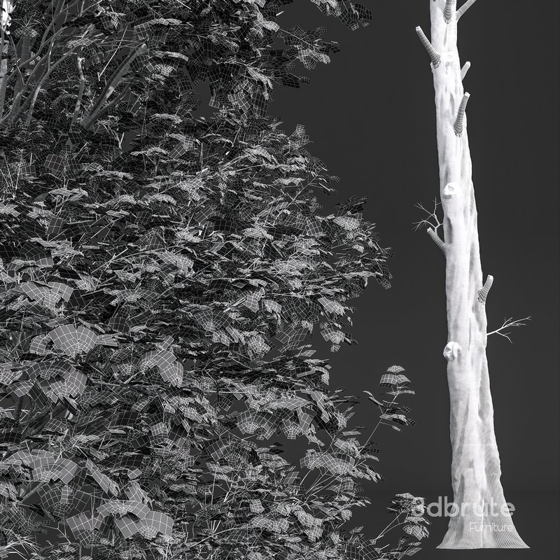 Fagus Sylvatica and Alnus Glutinosa Image 6