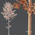 Alnus Glutinosa-3 trees - Thumbnail 7
