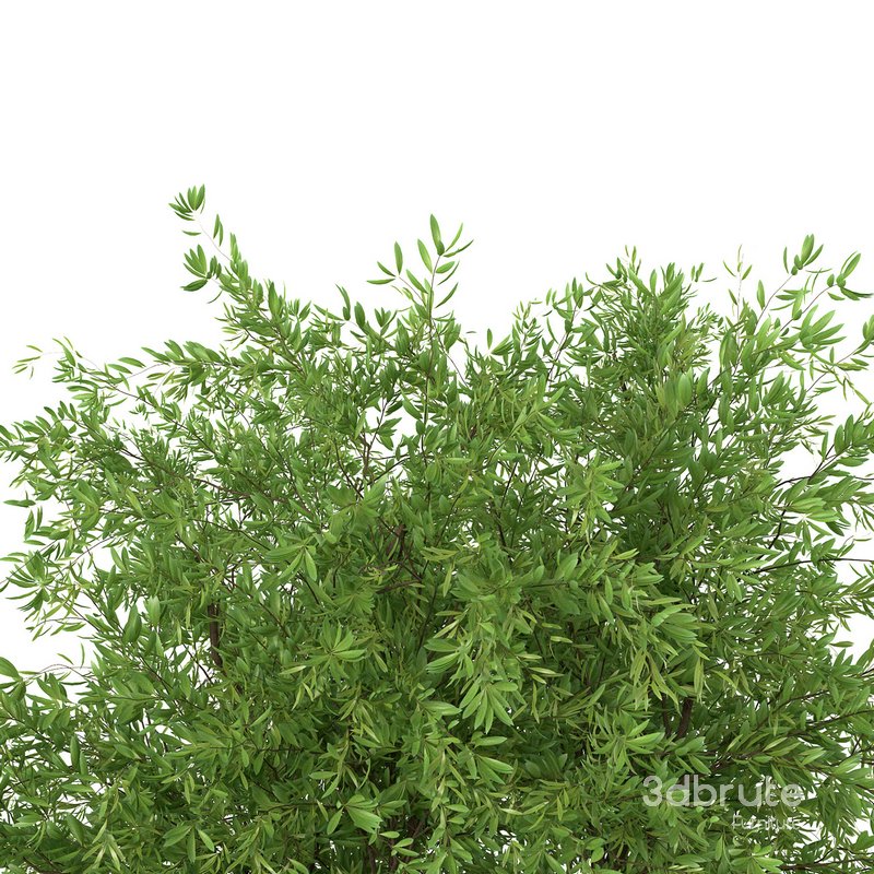 Bouquet – Green plant 01 Image 2