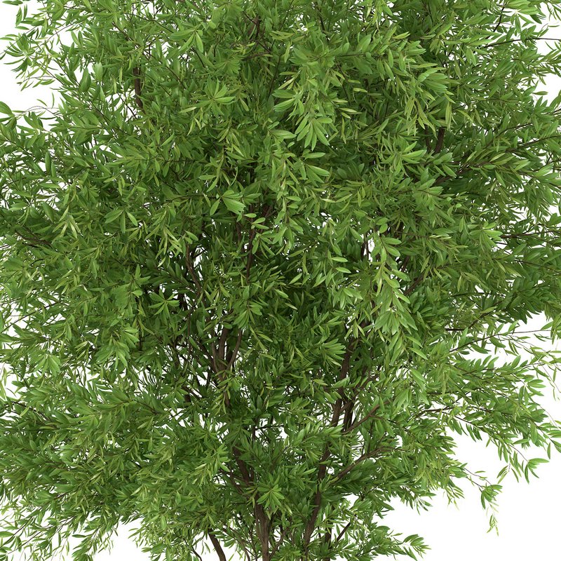 Bouquet – Green plant 01 Image 3