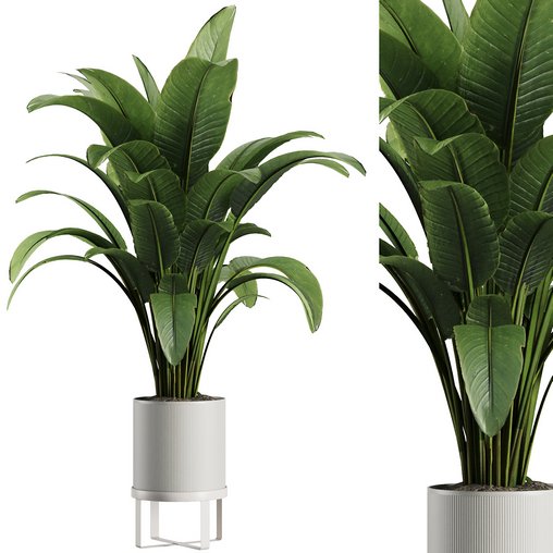 Indoor Plant Set V39