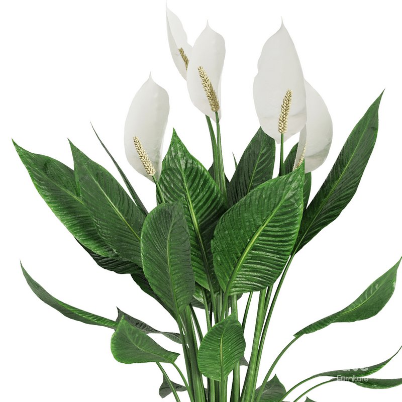 Indoor Plant Spathiphyllum Wallisii Image 2