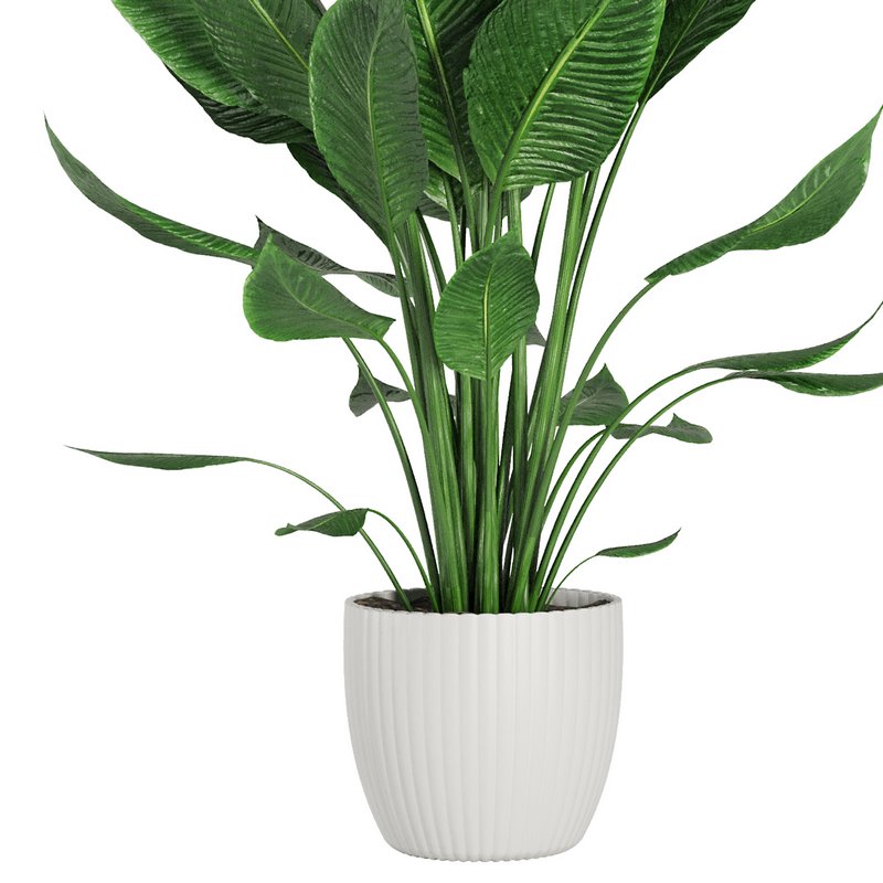 Indoor Plant Spathiphyllum Wallisii Image 3