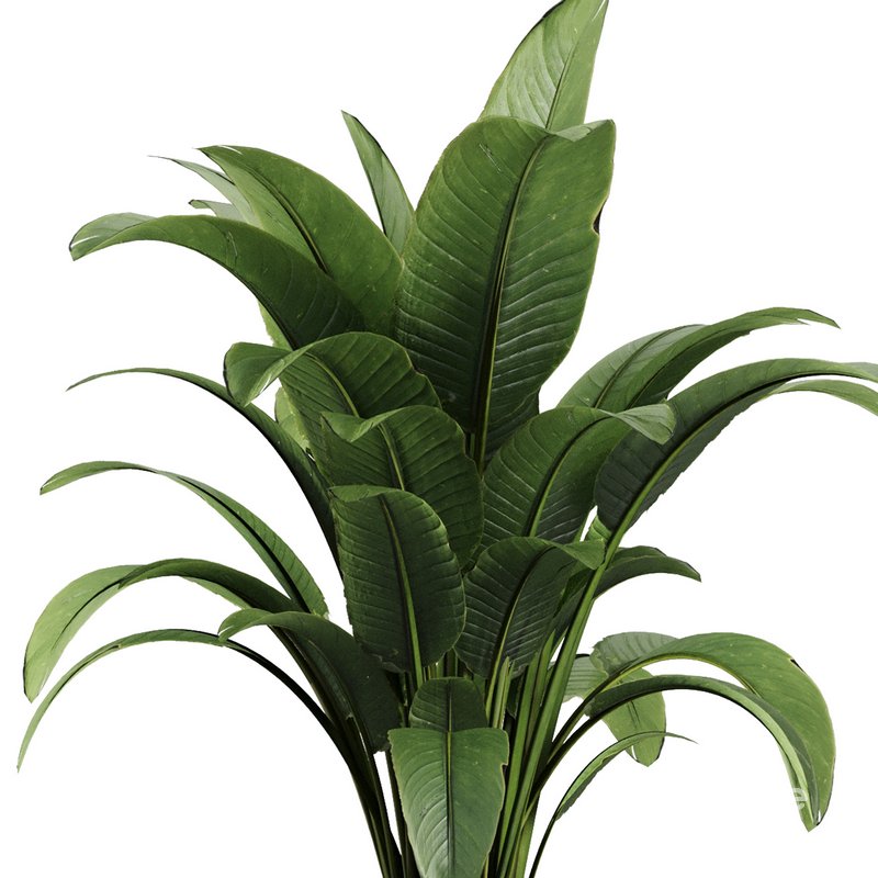 Indoor Plant Set V39 Image 3