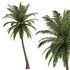 Hawaii Palm Tree - Thumbnail 1