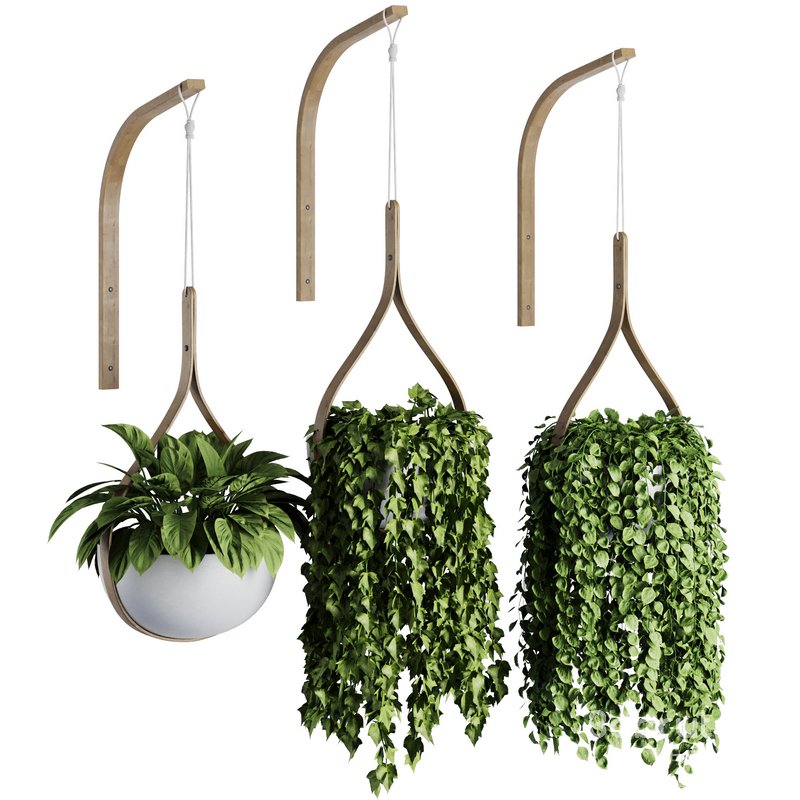 Hanging Indoor Plant – SetV6 Image 1