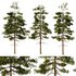 Pine tree set2 (3 Trees) - Thumbnail 1