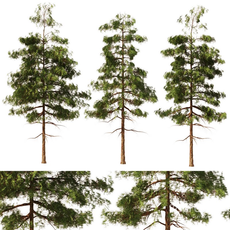 Pine tree set2 (3 Trees) Image 1