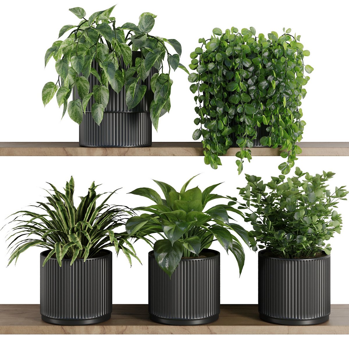 Plants on Shelf SetV6 Image 1