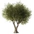 Olive Tree Set7 - Thumbnail 1