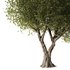 Olive Tree Set7 - Thumbnail 2