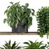 Plants on Shelf SetV6 - Thumbnail 2