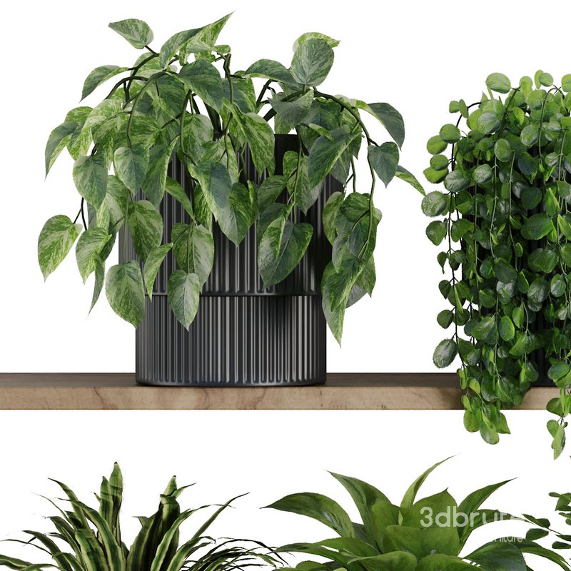 Plants on Shelf SetV6 Image 2