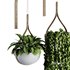 Hanging Indoor Plant – SetV6 - Thumbnail 2