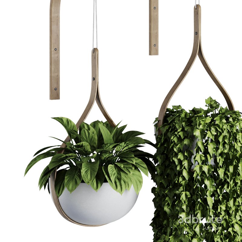 Hanging Indoor Plant – SetV6 Image 2