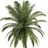Hawaii Palm Tree - Thumbnail 2