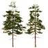 Pine tree set2 (3 Trees) - Thumbnail 2