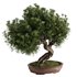Bonsai Tree set4 - Thumbnail 1