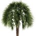Tropical Palm Tree - Thumbnail 2