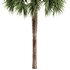 Tropical Palm Tree - Thumbnail 3