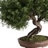 Bonsai Tree set4 - Thumbnail 2