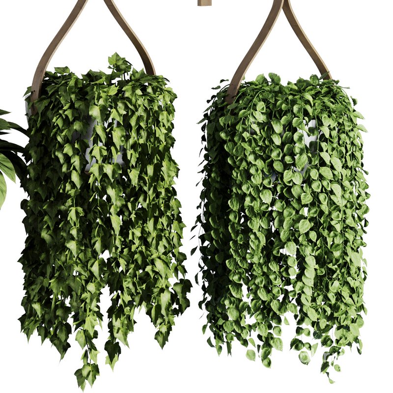Hanging Indoor Plant – SetV6 Image 3
