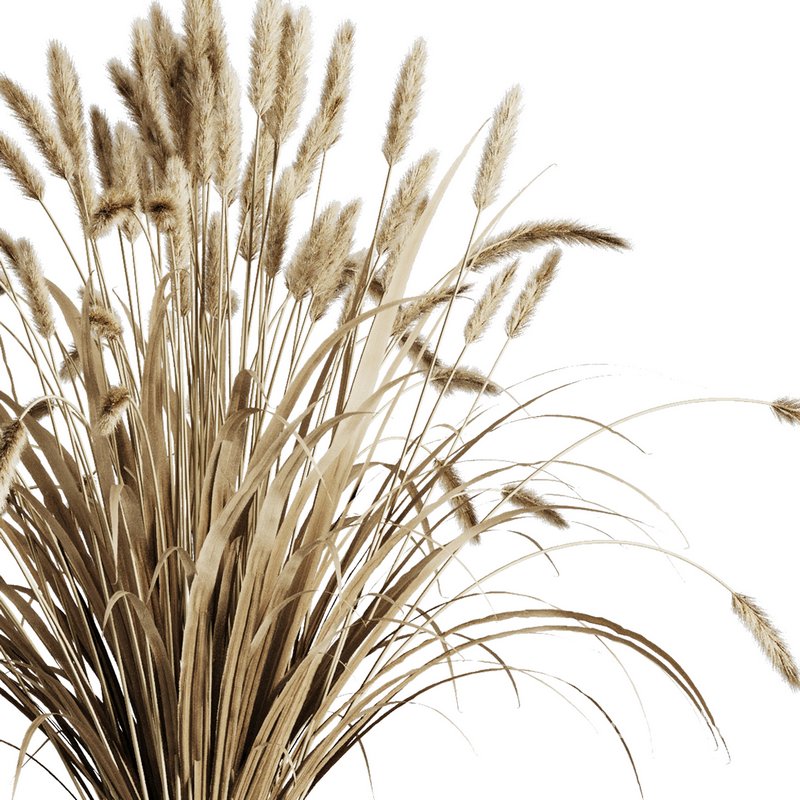 Dry grass pampas Bouquet4 Image 3