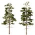 Pine tree set2 (3 Trees) - Thumbnail 3
