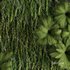Circle Green Wall Plants - Thumbnail 3