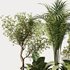 Indoor Plant Set40 - Thumbnail 2