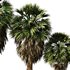 Tropical Palm Tree2 - Thumbnail 3