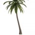 Hawaii Palm Tree - Thumbnail 3