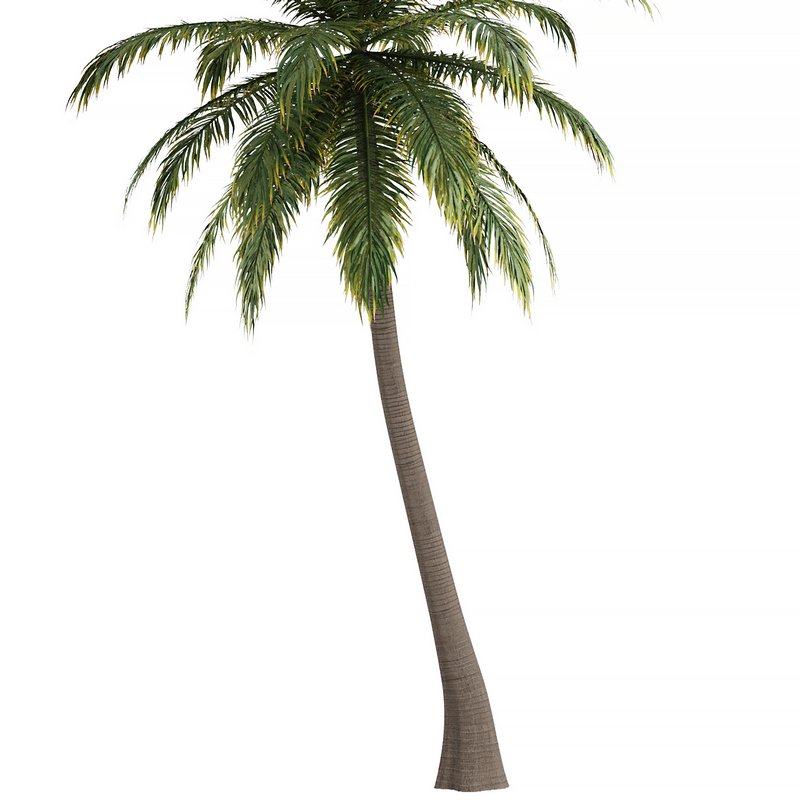 Hawaii Palm Tree Image 3