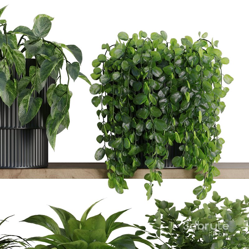 Plants on Shelf SetV6 Image 4