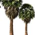Tropical Palm Tree2 - Thumbnail 4