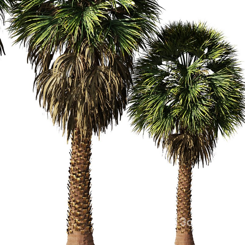 Tropical Palm Tree2 Image 4