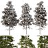 Pine tree set2 (3 Trees) - Thumbnail 4